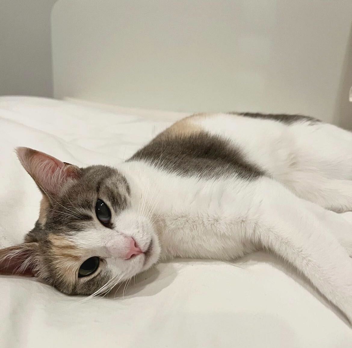 Cover Image for Keeping My Feline Friend Happy and Healthy with Smalls Cat Food Subscription
